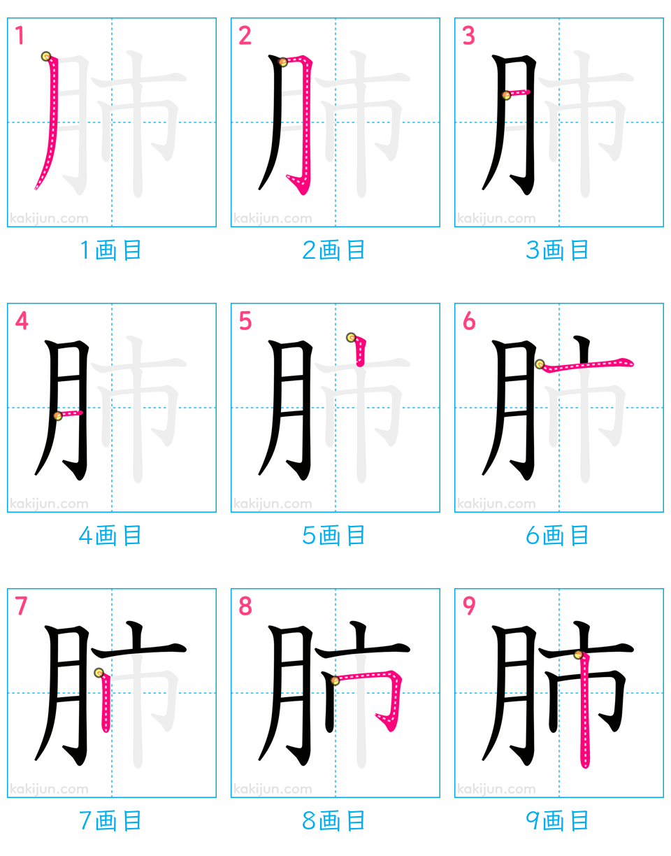 「肺」の書き順（画数）