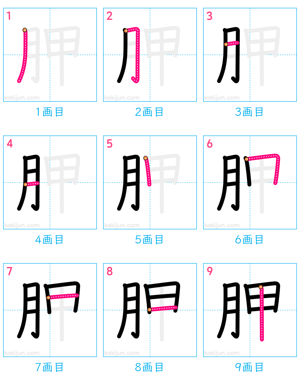 「胛」の書き順（画数）