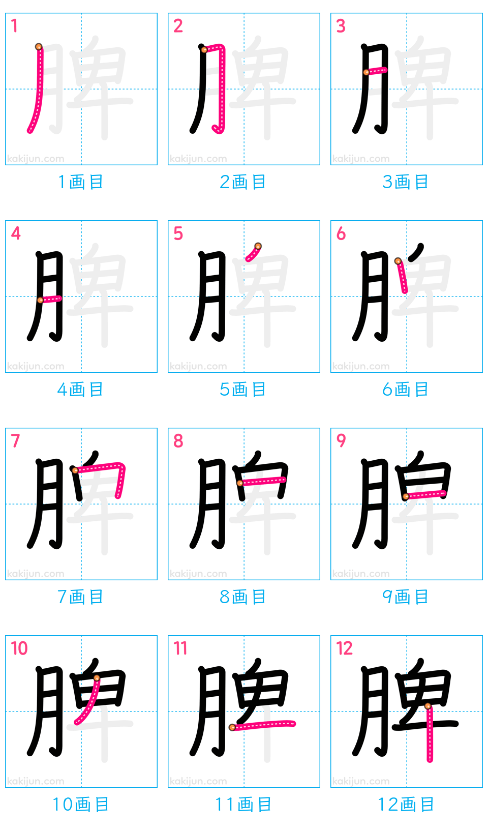 「脾」の書き順（画数）