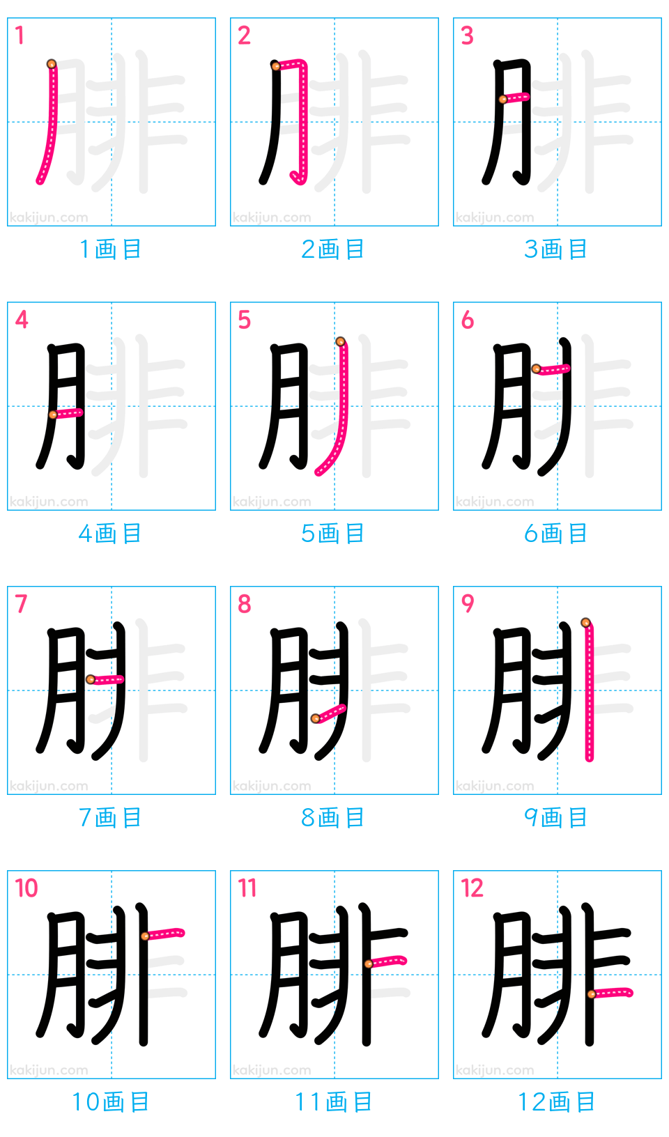 「腓」の書き順（画数）