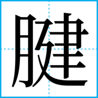腱