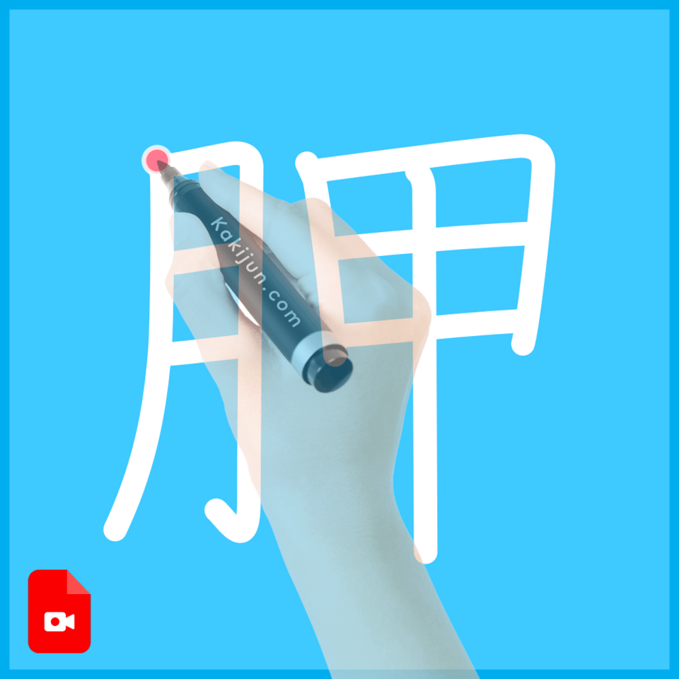 「胛」の書き順