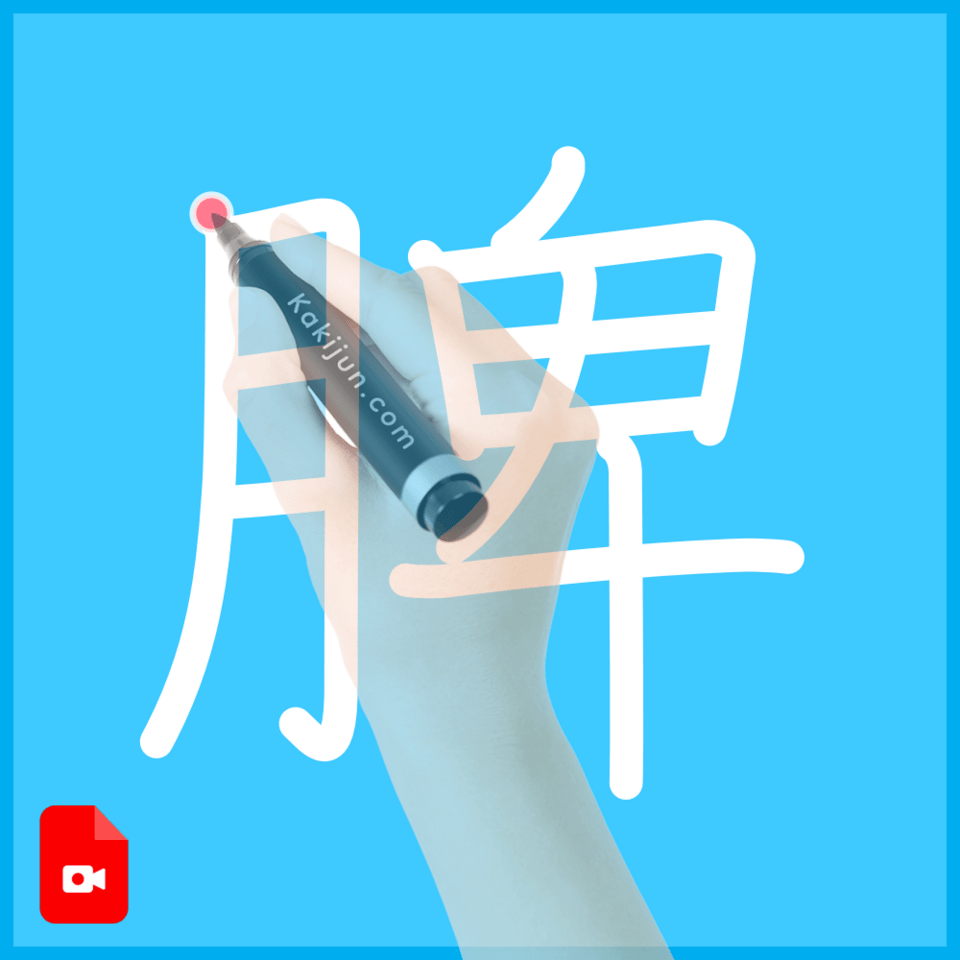 「脾」の書き順